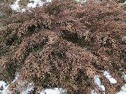 绿 卉 西伯利亚地毯柏树 (Microbiota decussata) 照片