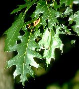 scuro-verde Impianto Quercia (Quercus) foto