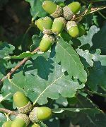 მწვანე ქარხანა მუხის (Quercus) ფოტო