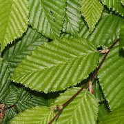 roheline Taim Valgepöök (Carpinus betulus) foto