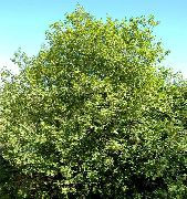 grön Växt Glansigt Havtorn, Al Havtorn, Fernleaf Havtorn, Tallhedge Havtorn (Frangula alnus) foto