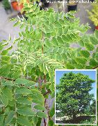 緑色 プラント ケンタッキーコーヒーの木 (Gymnocladus dioicus) フォト