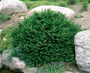 zelená Rostlina Birdsnest Smrk, Smrk Ztepilý (Picea abies) fotografie