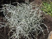 sølvfarvede Plante Pude Busk (Calocephalus brownii) foto