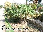 ornamental shrubs and trees Pony Tail Palm, Bottle Palm, Nolina, Elephant-foot Tree Beaucarnea 