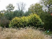 gul Plante Liguster, Gyldne Liguster (Ligustrum) foto