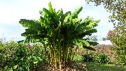 зелен Растение  (Musa basjoo) снимка