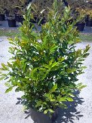 verde Planta  (Prunus caroliniana) foto
