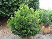 grün Pflanze  (Prunus caroliniana) foto