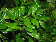 žalias augalas  (Prunus caroliniana) nuotrauka