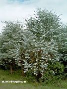 sølvfarvede Plante  (Eucalyptus cinerea) foto