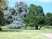 ornamental shrubs and trees Argyle Apple, Silver Dollar Gum Eucalyptus cinerea