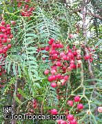 ornamental shrubs and trees California Pepper Tree, Mastic Tree, Peppercorn Tree, Peruvian Mastic Tree, Pink Pepper, Peruvian Pepper Schinus molle