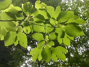 verde Planta  (Sassafras albidum) foto