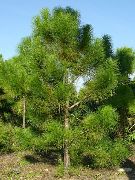 verde Planta  (Pinus eldarica) foto