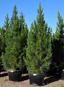 verde Planta  (Pinus eldarica) foto