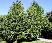 grön Växt Mossa Träd (Ginkgo biloba) foto