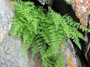 svetlo zelená Rastlina Krehký Papraď Močového Mechúra, Krehké Papradie, Krehký Papraď (Cystopteris) fotografie