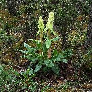 svetlo zelena Rastlina Rabarbara, Pieplant, Da Huang (Rheum) fotografija