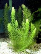 grøn Plante Coontail, Hornwort (Ceratophyllum) foto