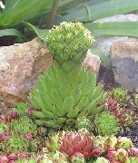 светло зелено Растение Rosularia  снимка