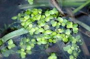 светло зелено Растение Водна Леща (Lemna) снимка