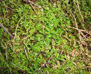 verde Plantă Primăvară Luncă Spikemoss, Clubmoss Elvetian (Selaginella apoda) fotografie