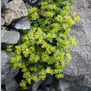 lysegrøn Plante Gyldne Stenbræk (Chrysosplenium) foto