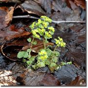 heleroheline Taim Kuldne Saxifrage (Chrysosplenium) foto
