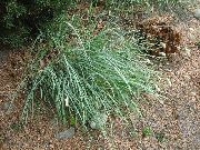 синкав Растение Синьо Moor-Трева (Sesleria) снимка