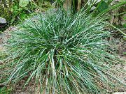 синкав Растение Синьо Moor-Трева (Sesleria) снимка