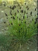 grænt Planta Blár Moor-Gras (Sesleria) mynd