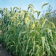 ornamental grasses Foxtail Millet Setaria