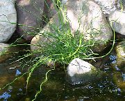 зелений Рослина Ситник (Juncus) фото