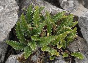 Samambaia Rustyback, Samambaia Enferrujado-Back, Spleenwort Escamosa verde Planta