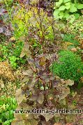 Mitsu-Ba, Japanese Honeywort, Japansk Persille burgunder, claret Anlegg