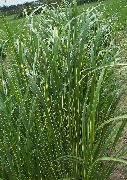 licht groen Plant Spartina, Weide Koord Gras  foto