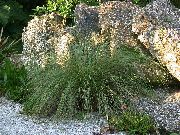 ornamental grasses Spartina, Prairie Cord Grass Spartina 