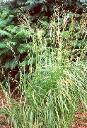 葱绿 卉 互花米草，草原草线 (Spartina) 照片