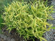 geel Plant Dwerg-Witte Streep Bamboe, Kamuro-Zasa (Pleioblastus) foto