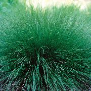 roheline Taim Sporobolus, Preeria Dropseed  foto