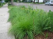 ornamental grasses Sporobolus, Prairie dropseed Sporobolus