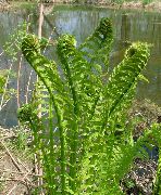 žalias augalas Jonpapartis, Sodo Papartis, Banga Šertvūnai (Matteuccia, Pteris nodulosa) nuotrauka