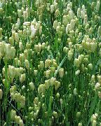 grön Växt Darrgräs (Briza) foto