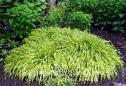 multicolor Planta Hakone Gras, Japanese Skógur Gras (Hakonechloa) mynd