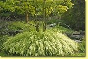 светло зелено Растение Хаконе Трева, Японски Гора Трева (Hakonechloa) снимка