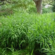 зелена Биљка Шљокица Трава, Дивље Зоб, Овас Нортхерн Сеа (Chasmanthium) фотографија