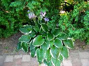 multicolor Plantă Patlagina Crin (Hosta) fotografie