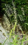 licht groen Plant Bottlebrush Gras (Hystrix patula) foto