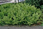 зелений Рослина Щитовник (Dryopteris) фото